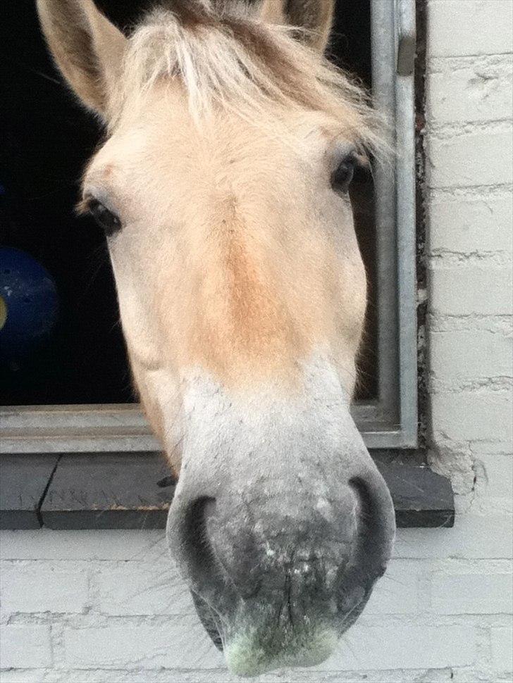Fjordhest hannibal billede 3