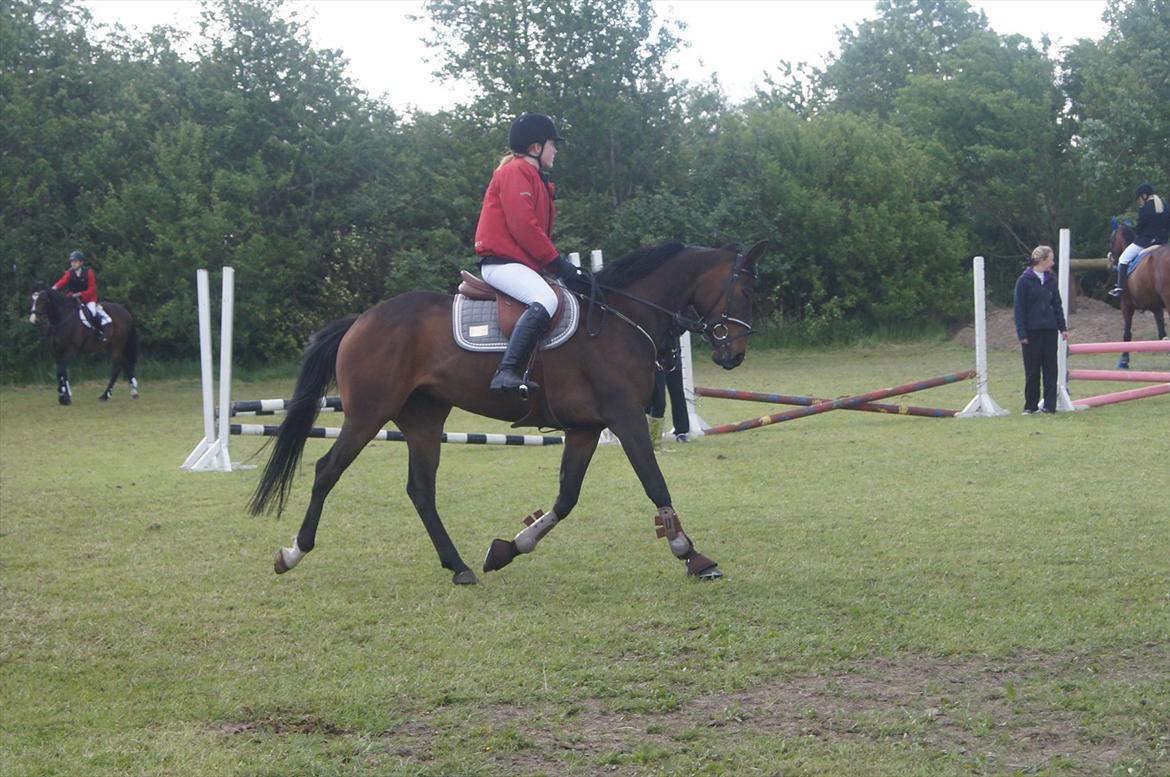 Dansk Varmblod ADRIANE billede 18