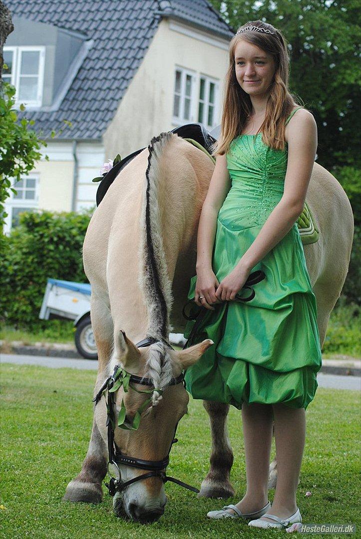 Fjordhest Morten (Bøllefrø) - Min konfirmation 2. juni 2011 - verdens bedste dag billede 17