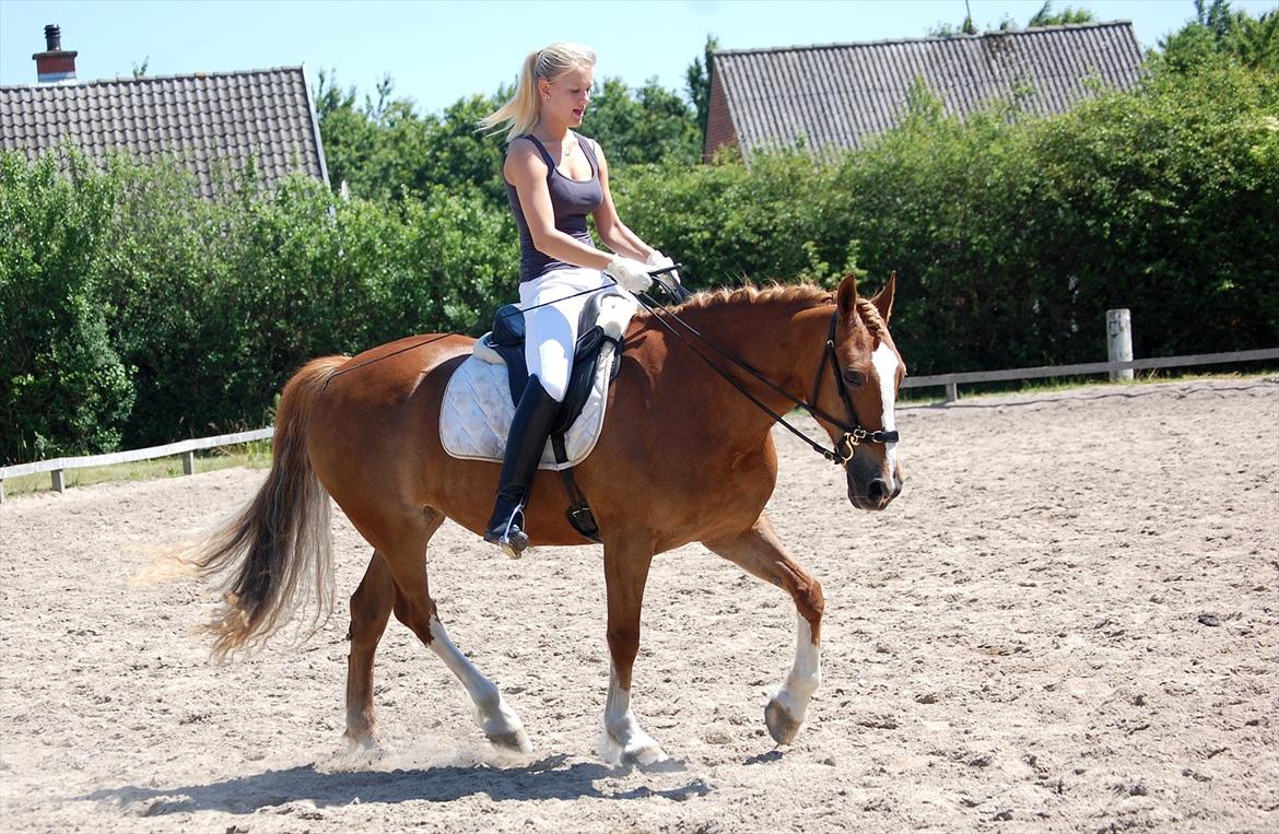 Welsh Cob (sec D)              Miss Jessica - Fin trav :-) <3 Foto: Stephanie L. Carlsen billede 19