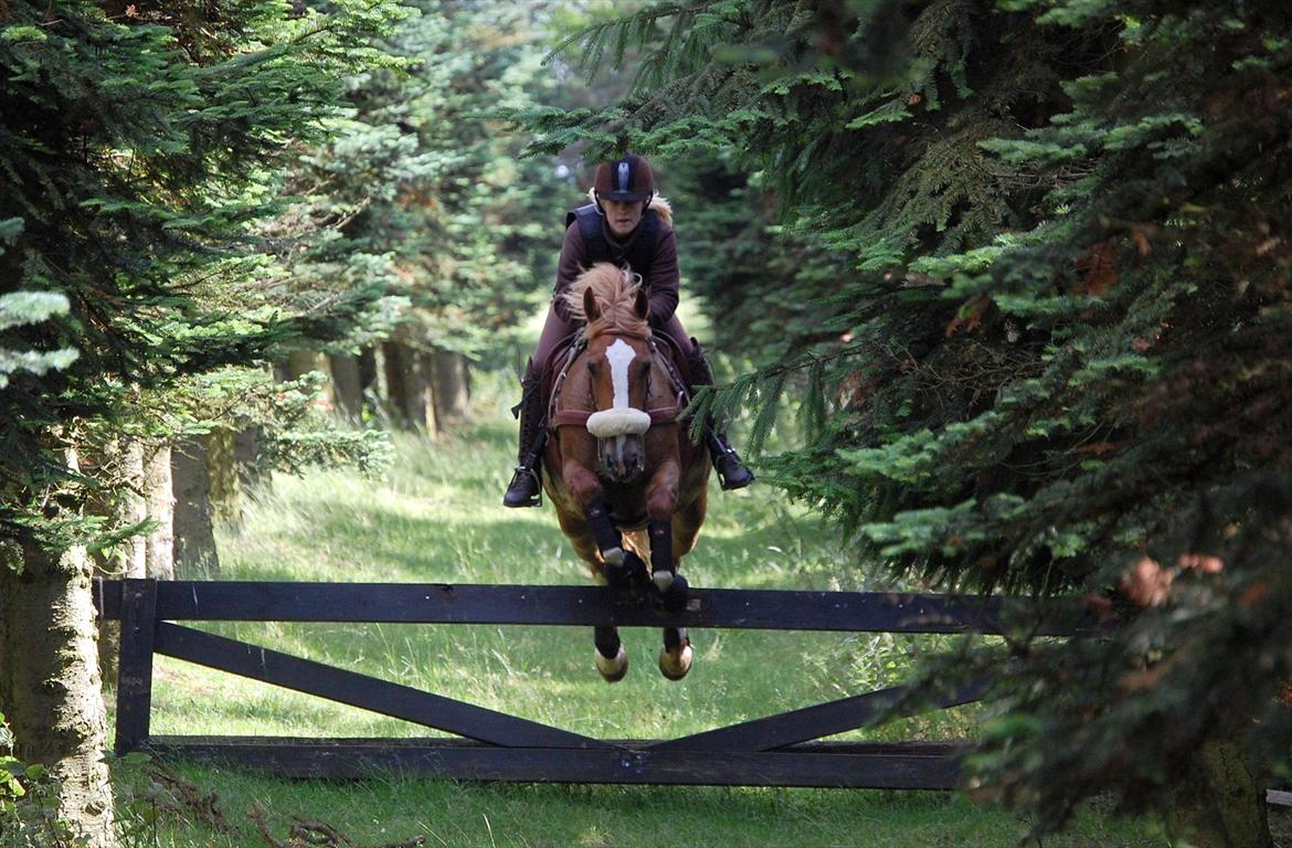 Welsh Cob (sec D)              Miss Jessica - Springer låge på militarybane :-) <3 Foto: Stephanie L. Carlsen billede 14