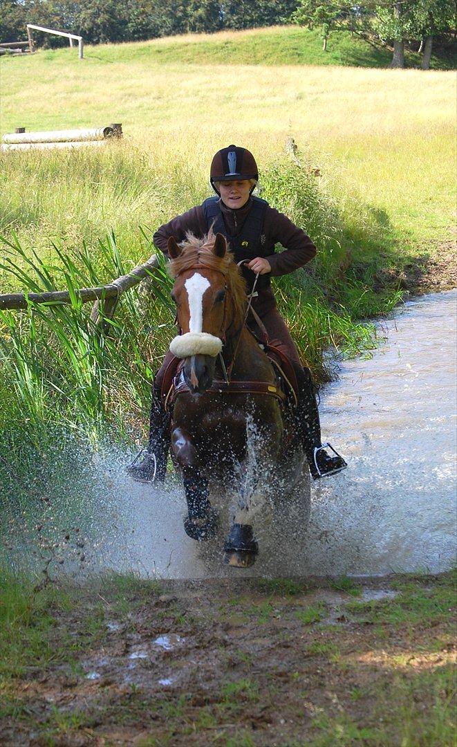 Welsh Cob (sec D)              Miss Jessica - Op ad vandet :-) Foto: Stephanie L. Carlsen billede 20