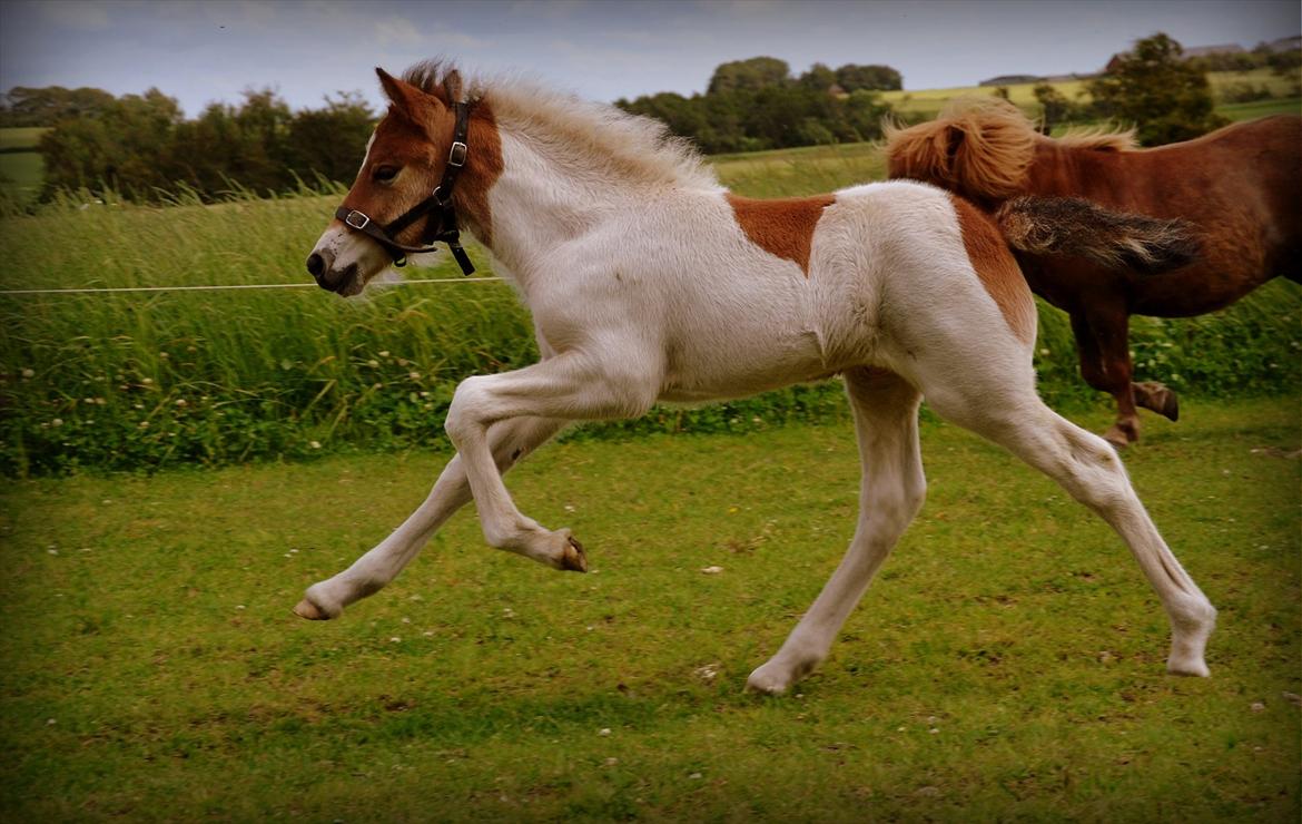 Islænder Mímir fra Havshøj - The first time I saw you, I knew it was true, that I'd love you forever, and that's what I'll do. You don't know what you do to me, you don't have a clue, you don't know what it's like to be, me looking at you billede 11
