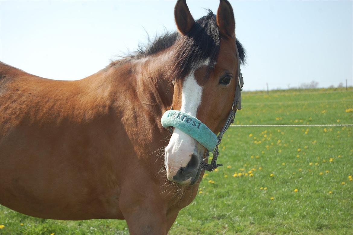 DSP Aluett <3 *min* (Savnet) - Sommer 2012 billede 14