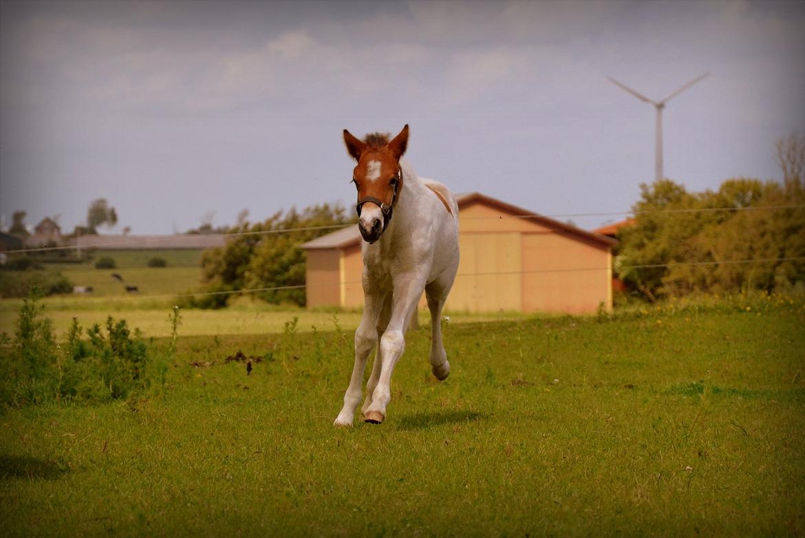 Islænder Mímir fra Havshøj - You make my heart melt, and my stomach fill with butterflies. You leave me speechless and yet full of laughter. billede 8