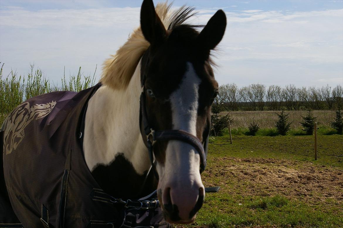 Pinto Aslak India billede 14