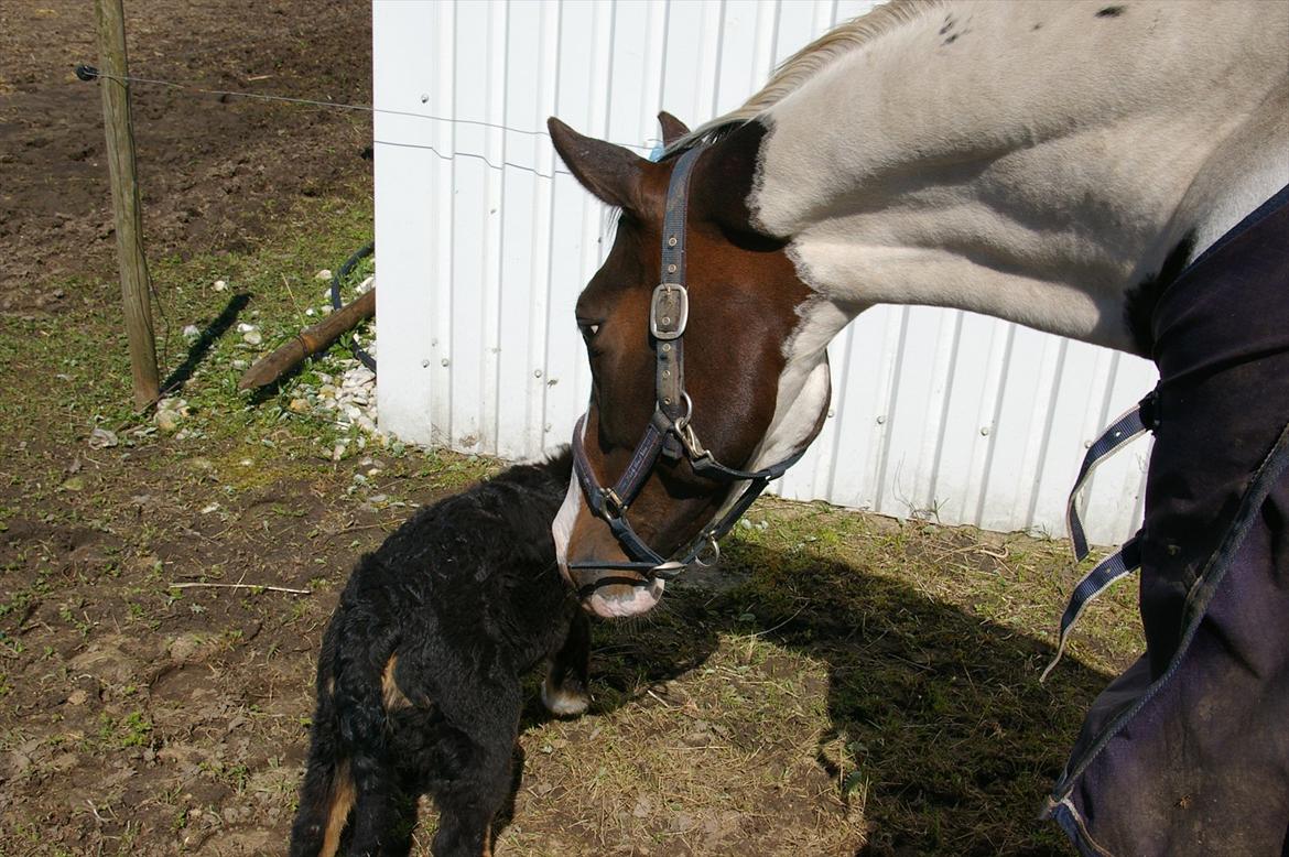 Pinto Aslak India - Aslak er noget nysgerrig efter min hund :-) billede 15