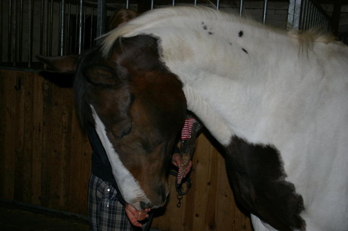 Pinto Aslak India - Mmh godbidder :D billede 16