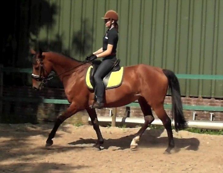Hollandsk Varmblod Ruby - Træner lige! billede 35
