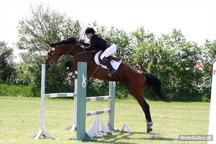 Dansk Varmblod HÉKATE - Vores første LB** :) Foto: Sandie Lausten billede 1