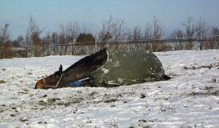 Dansk Varmblod HÉKATE - Foto: Mig billede 5