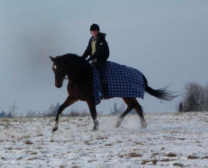 Dansk Varmblod HÉKATE - Dejlige hest! Foto: Kristina Krogh Pedersen billede 6