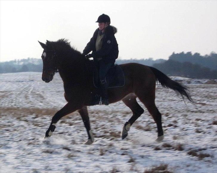 Dansk Varmblod HÉKATE - Foto: Kristina Krogh Pedersen billede 12