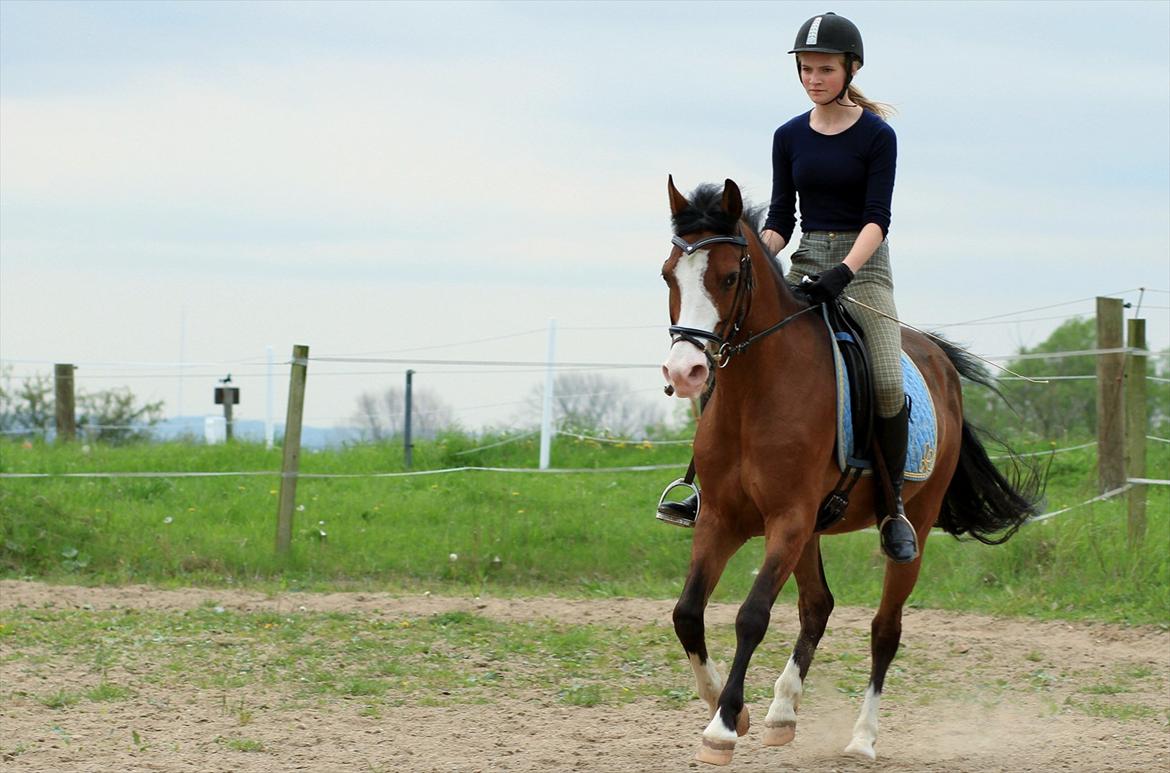 Anden særlig race Karlsbjerggårds Sharingo - Træning på banen :-) <3 billede 15