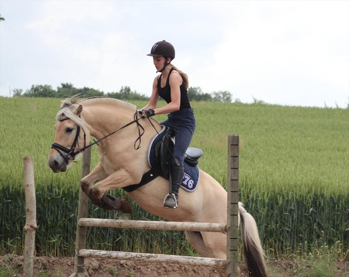 Fjordhest Bibi  - &quot;Everyone is afraid until they prove otherwise.&quot;...70 cm. 2/7 -2012 billede 4