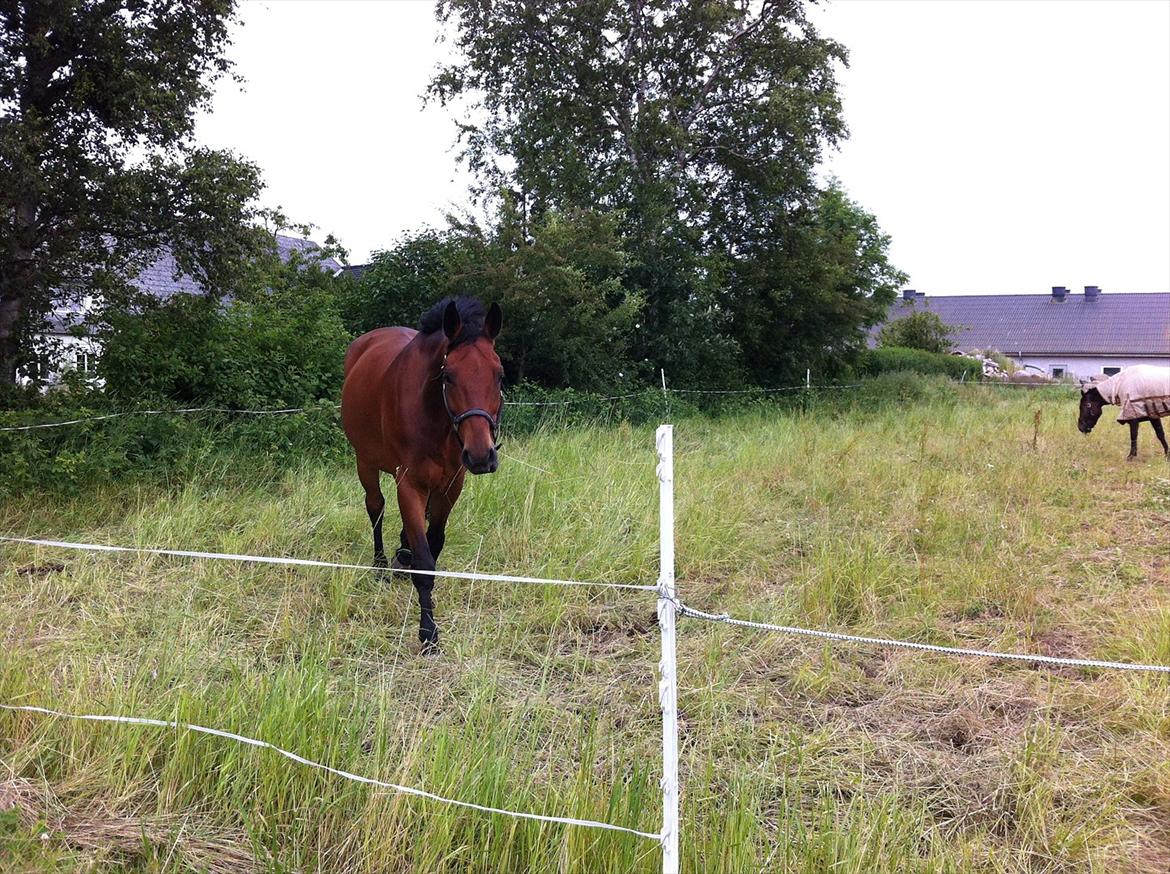 Dansk Varmblod Lui S billede 3