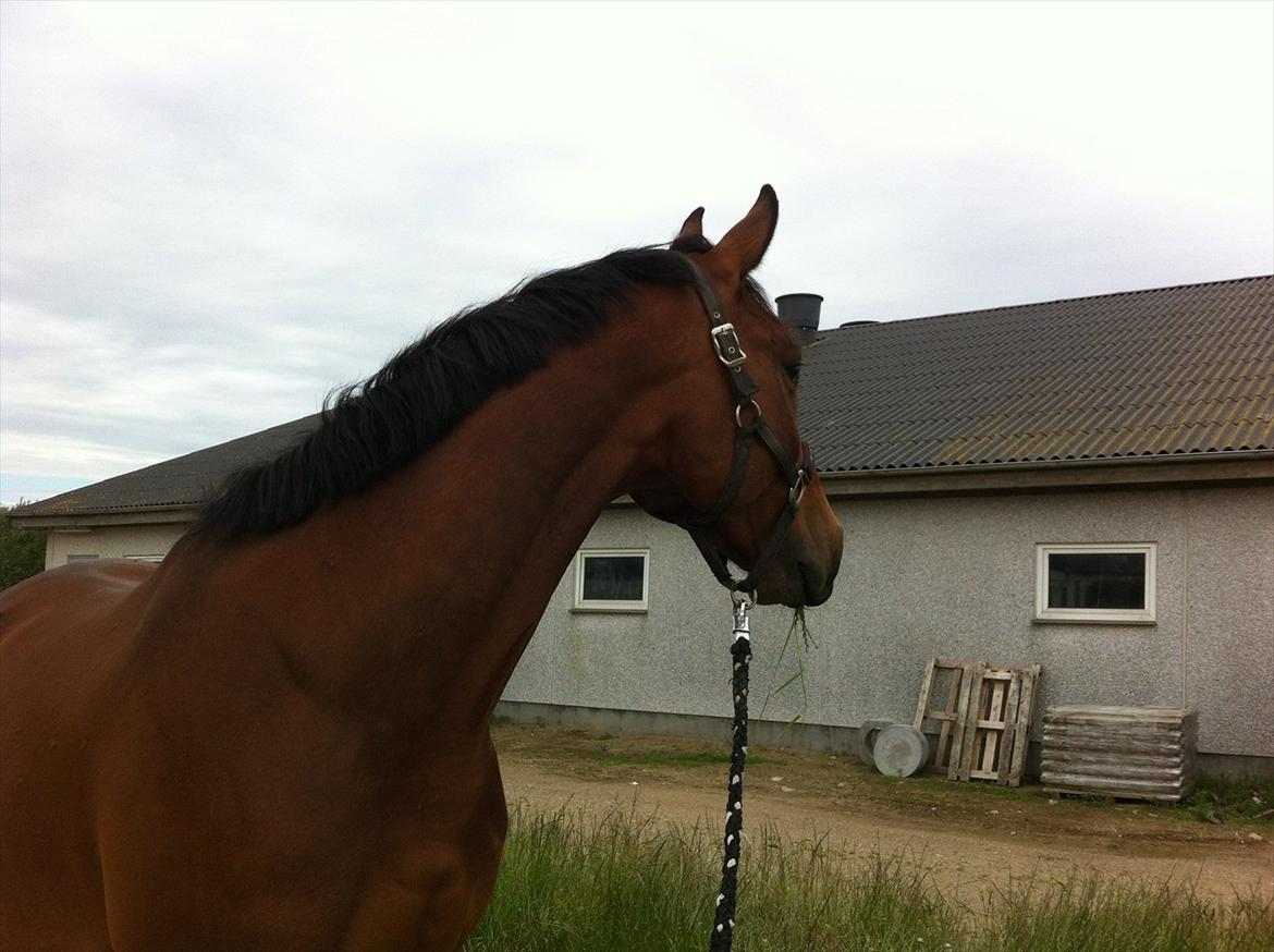 Dansk Varmblod Lui S billede 10