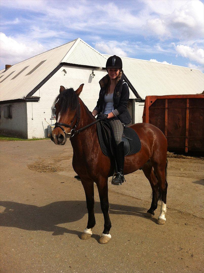 Anden særlig race Basil billede 16