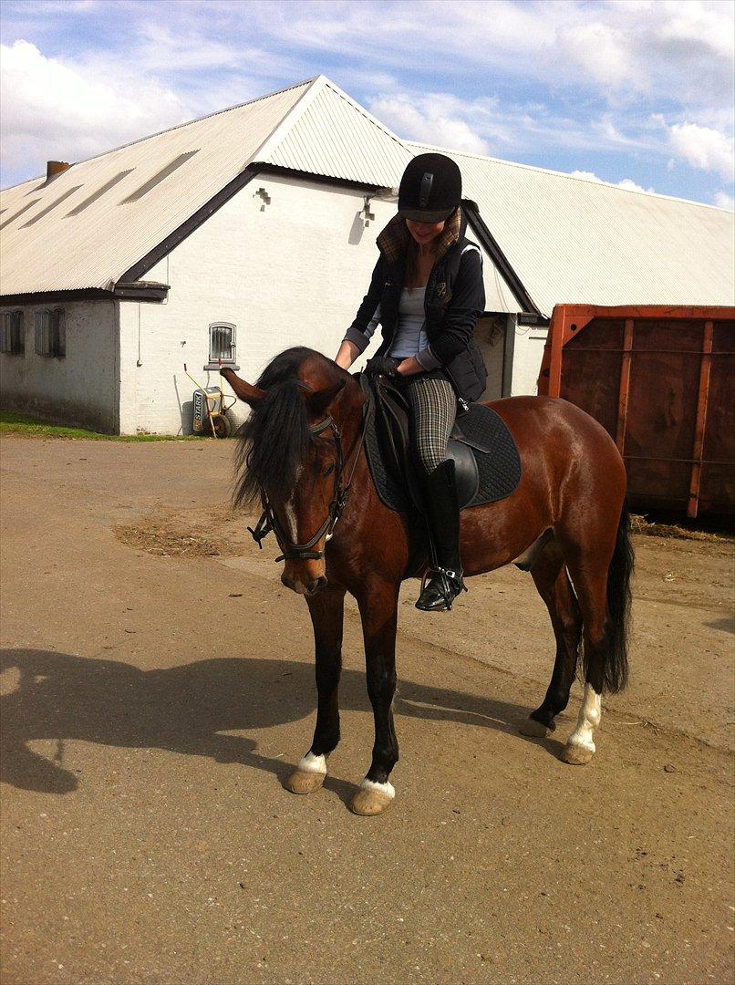 Anden særlig race Basil billede 18