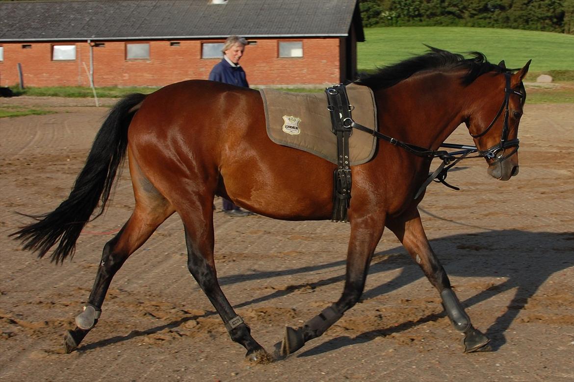 DSP BIRKELUND'S FLAMME - Flamme bliver longeret :) d. 1/7 - 2012 billede 14