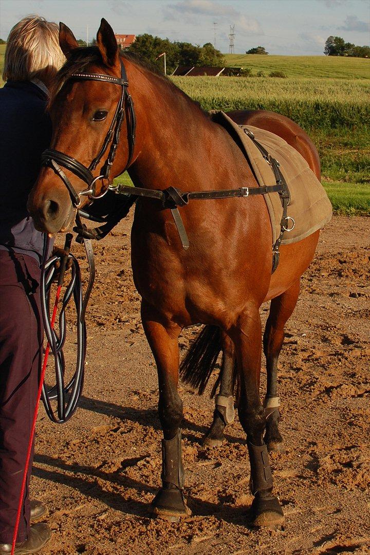 DSP BIRKELUND'S FLAMME billede 15