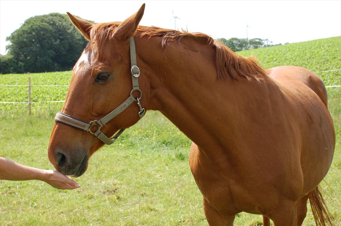 Dansk Varmblod REGITZE billede 16