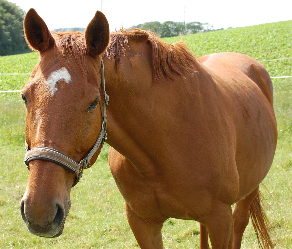 Dansk Varmblod REGITZE billede 2