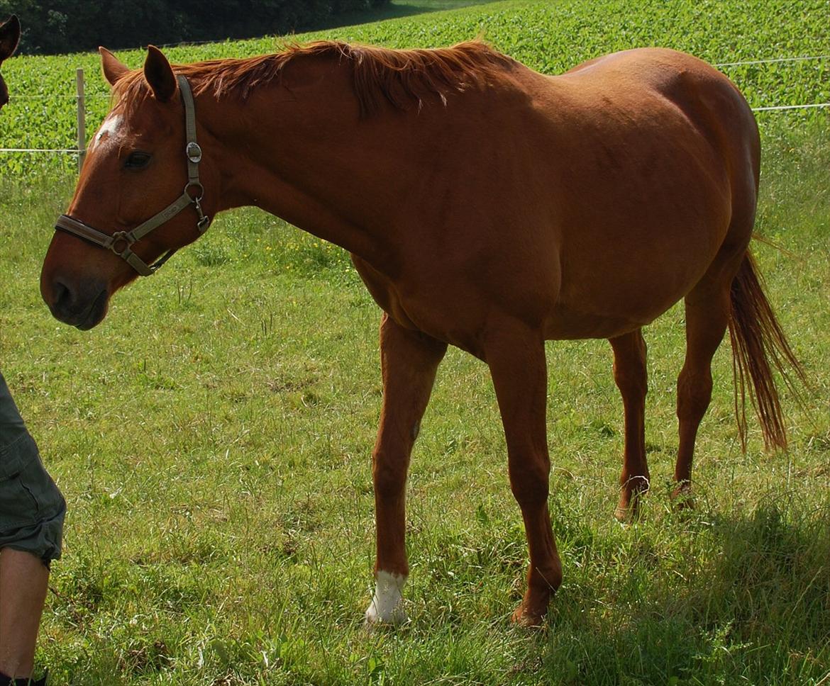 Dansk Varmblod REGITZE billede 17