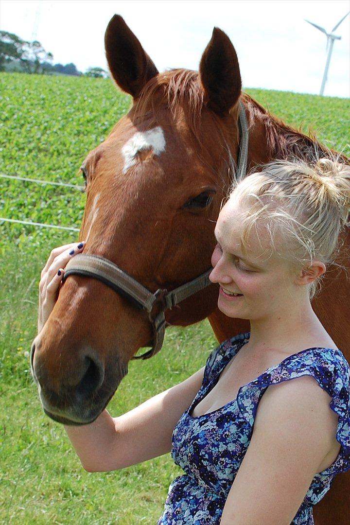 Dansk Varmblod REGITZE billede 18