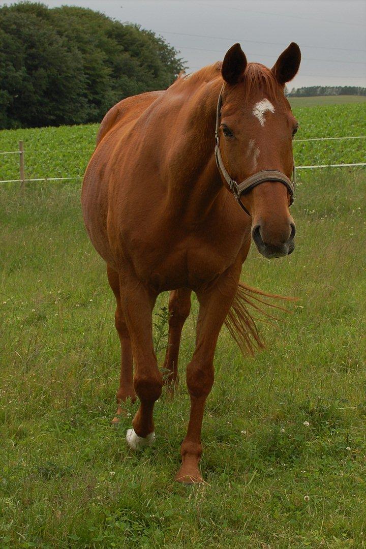 Dansk Varmblod REGITZE billede 19