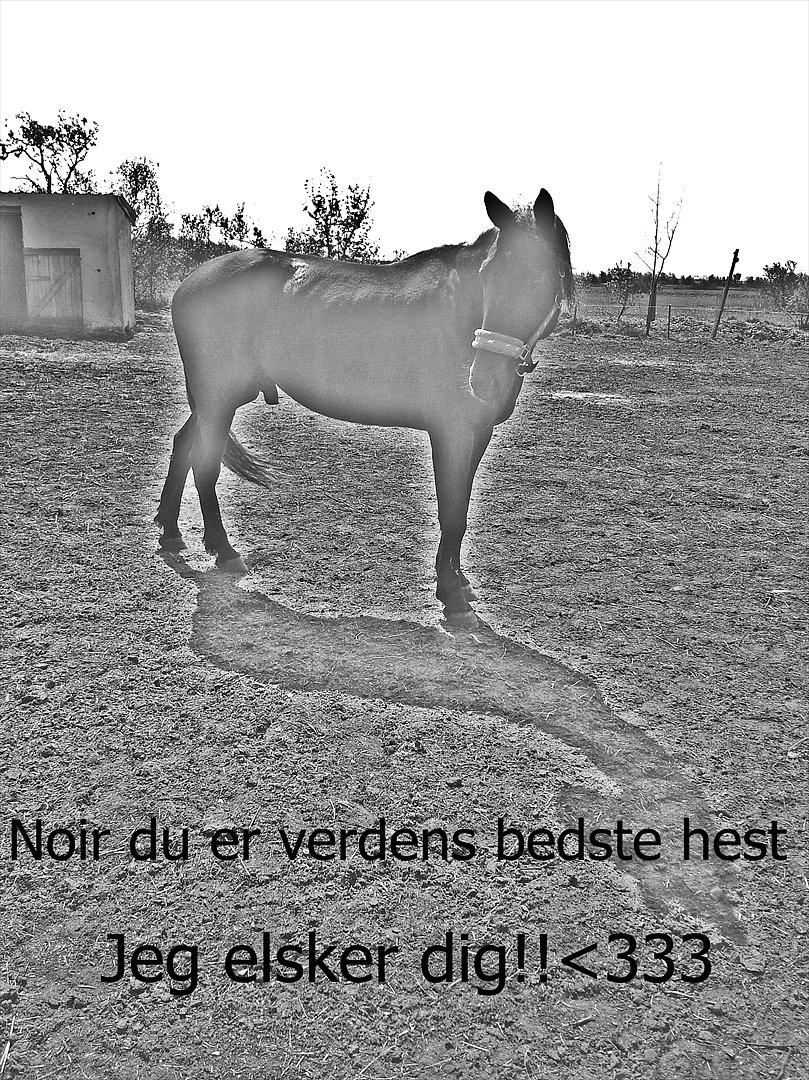 Traver Noir Speed billede 2