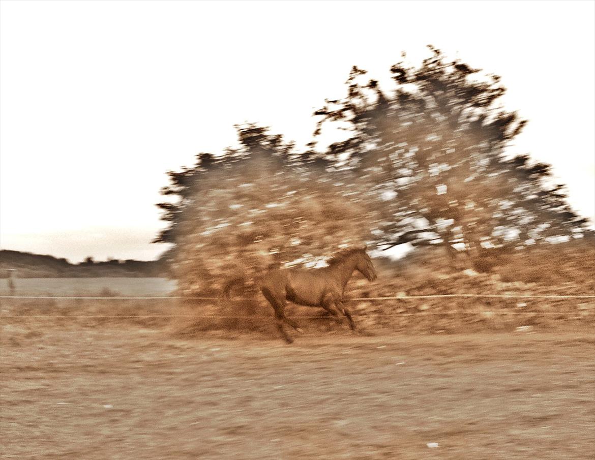 Traver Noir Speed billede 3