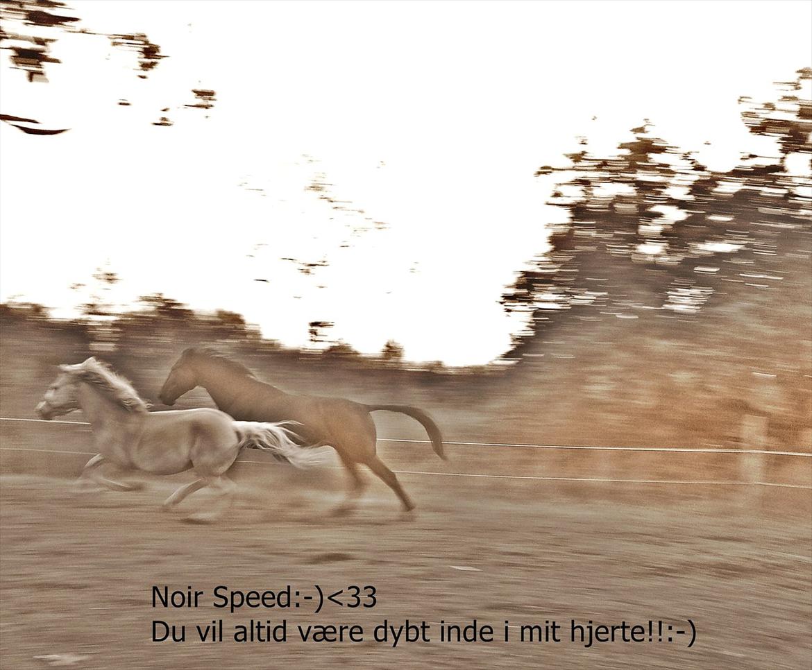 Traver Noir Speed billede 4