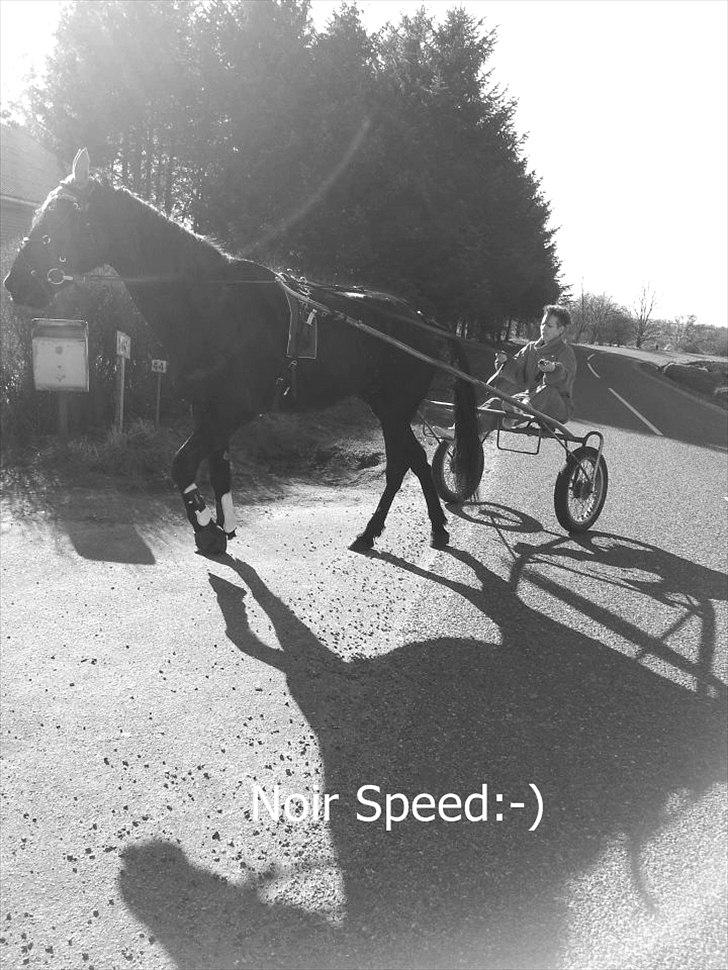 Traver Noir Speed billede 7