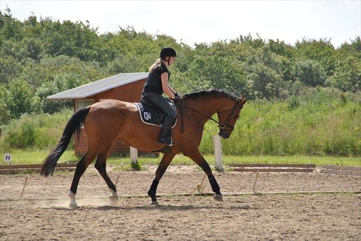 Dansk Varmblod - Lacoste [HIMMEL HEST] - 20) billede 20