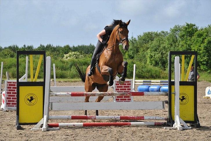 Dansk Varmblod - Lacoste [HIMMEL HEST] - 4) billede 4