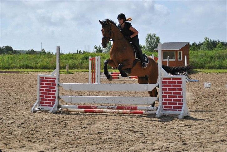 Dansk Varmblod - Lacoste [HIMMEL HEST] - 19) billede 19