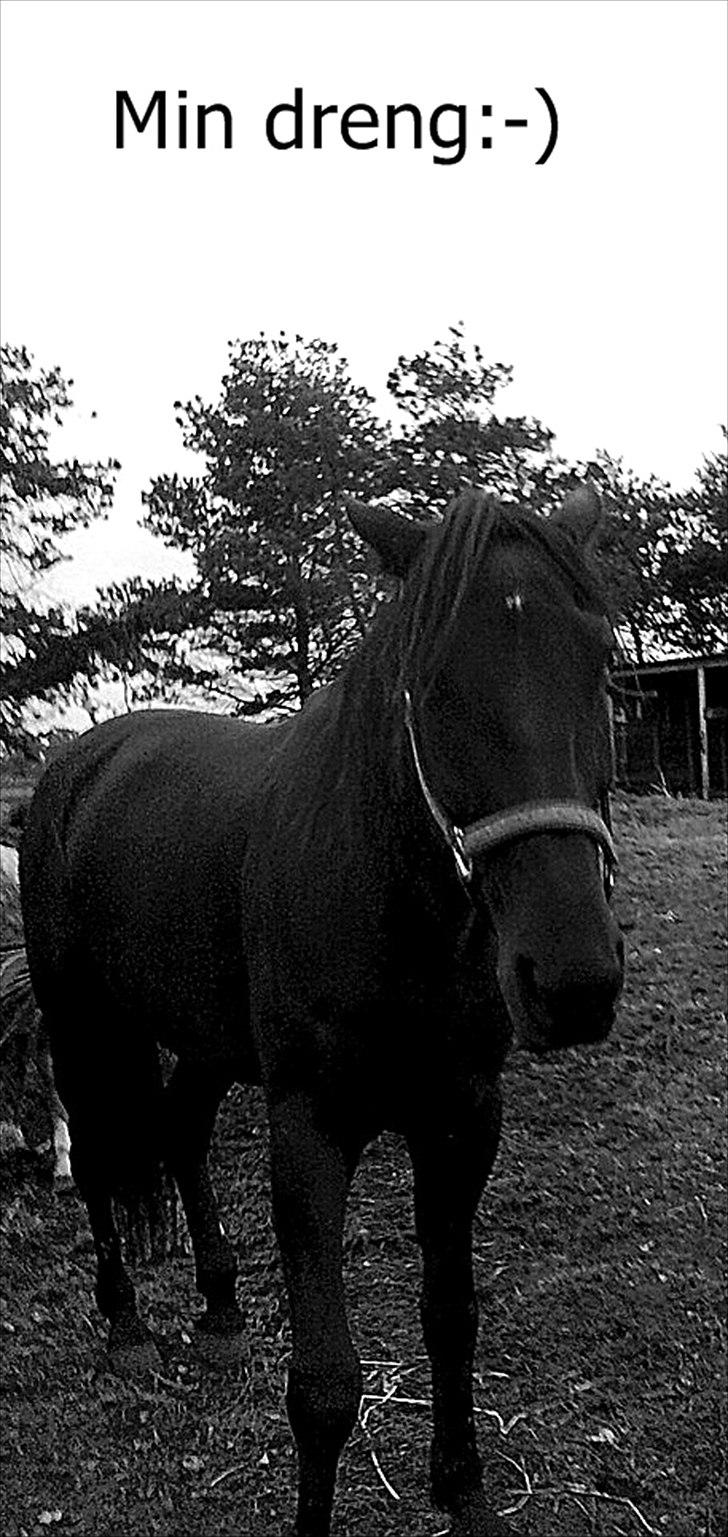 Traver Noir Speed billede 13