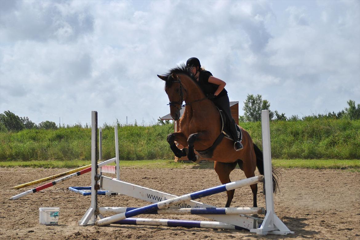 Dansk Varmblod - Lacoste [HIMMEL HEST] - 17) billede 17