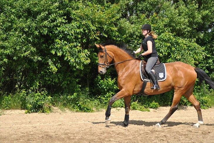 Dansk Varmblod - Lacoste [HIMMEL HEST] - 18) billede 18