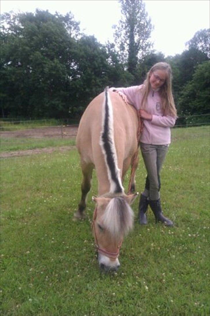 Fjordhest Tilde billede 9