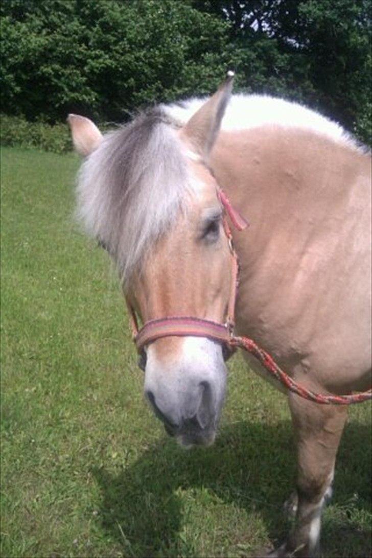 Fjordhest Tilde billede 13