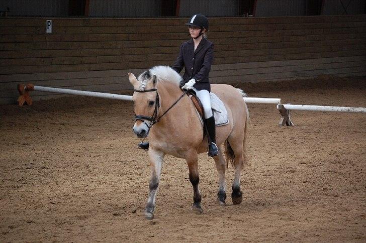 Fjordhest Tilde billede 1