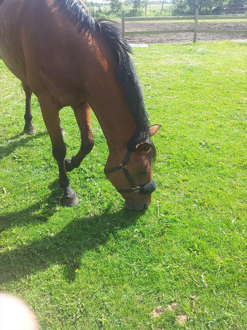 Dansk Varmblod Star billede 3