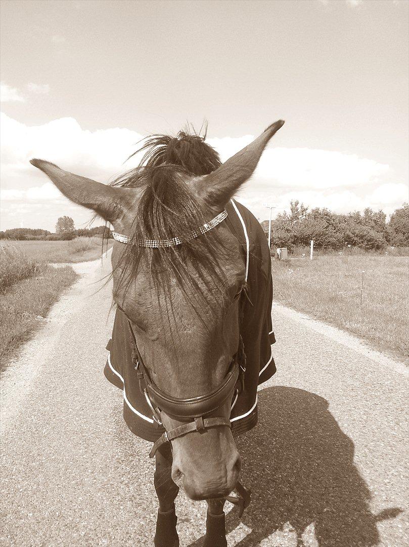 Dansk Varmblod Star billede 2