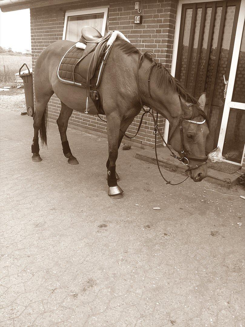 Dansk Varmblod Star billede 6