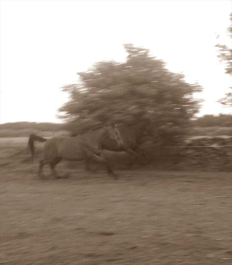 Dansk Varmblod Star billede 7