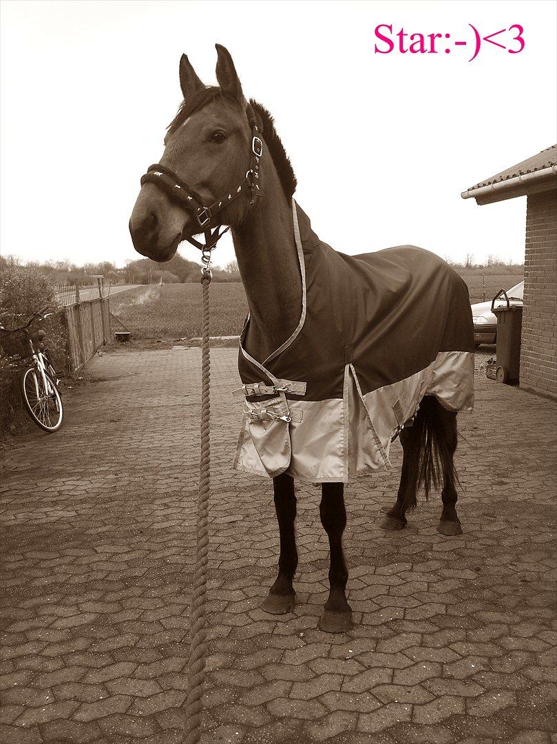 Dansk Varmblod Star billede 8