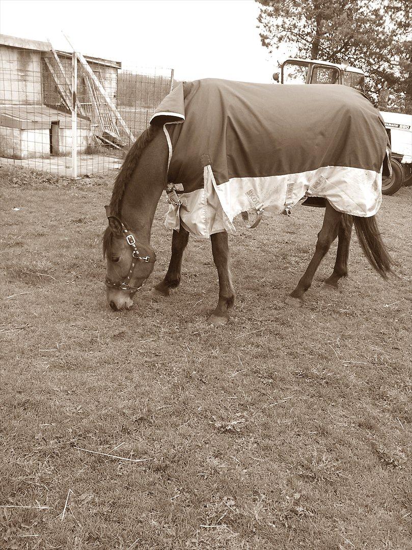 Dansk Varmblod Star billede 9