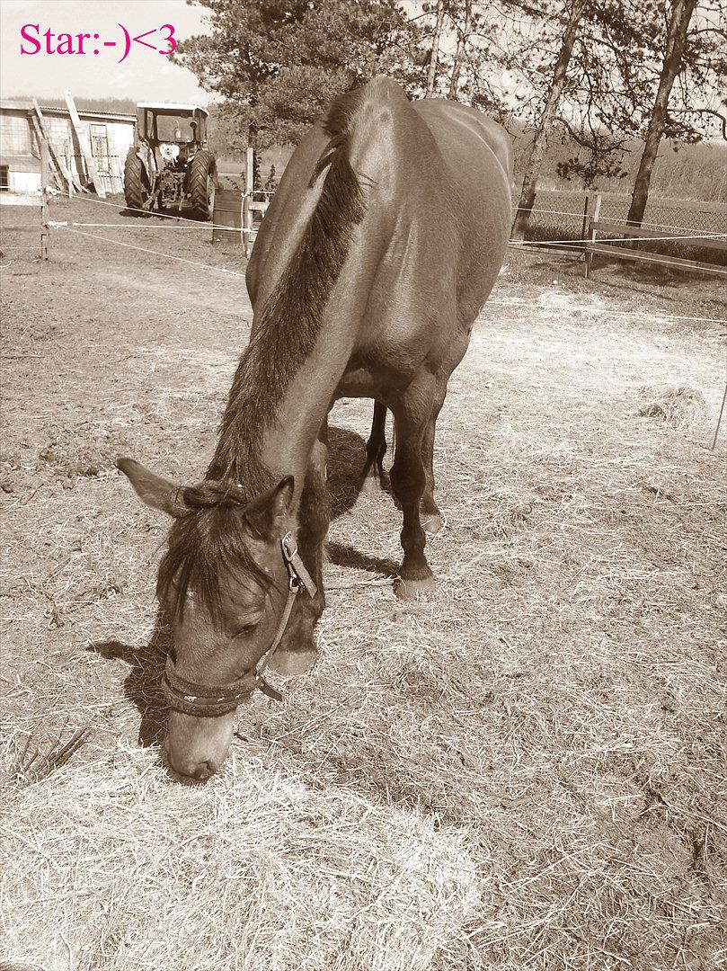 Dansk Varmblod Star billede 10